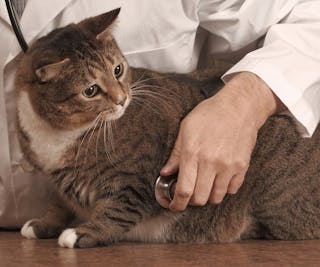 Co-morbidity of overweight and obesity in dogs and cats